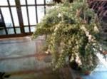 滝のような・・｜「花宗商店」　（滋賀県大津市の花キューピット加盟店 花屋）のブログ
