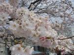 さくら｜「花宗商店」　（滋賀県大津市の花キューピット加盟店 花屋）のブログ