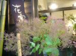 スモークツリー入荷しました｜「花宗商店」　（滋賀県大津市の花キューピット加盟店 花屋）のブログ